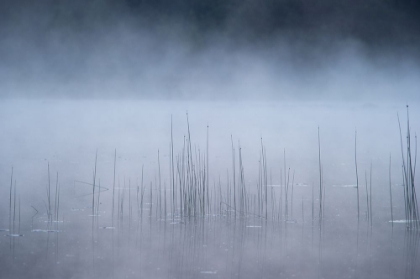 Picture of REED AND FOG