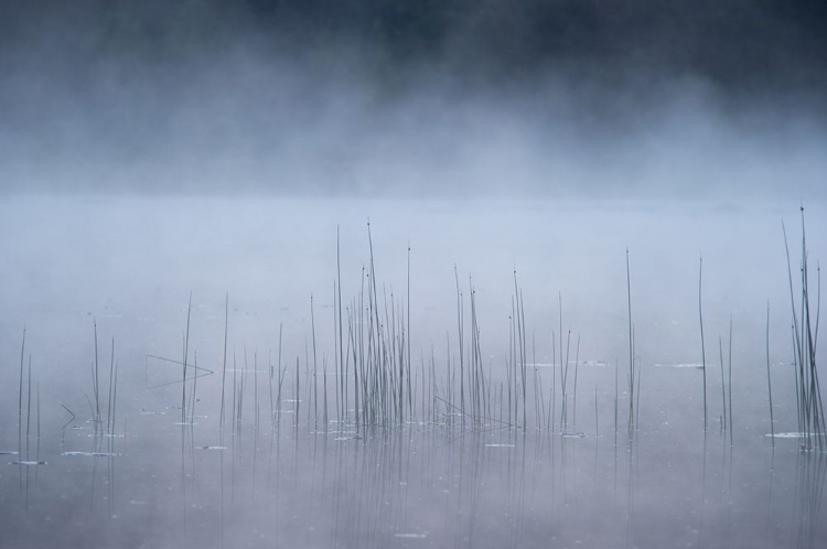 Picture of REED AND FOG