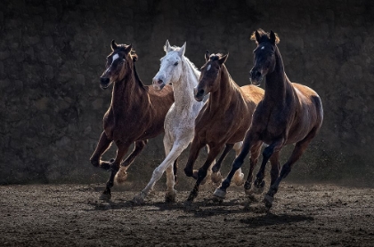 Picture of RACING HORSES