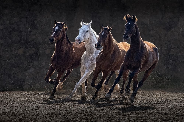 Picture of RACING HORSES