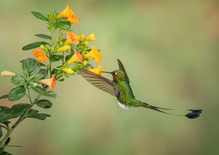 Picture of BOOTED RACKET TAIL HUMMINGBIRD