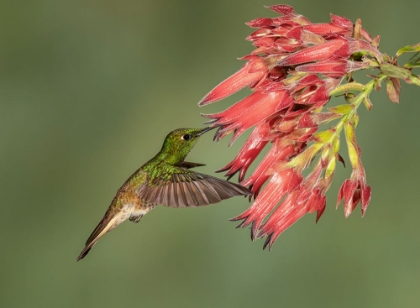 Picture of BUFF-TAILED CORONET - HUMMINGBIRD BEAUTY