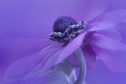 Picture of PURPLE ANEMONE