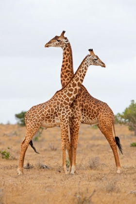 Picture of NECKS