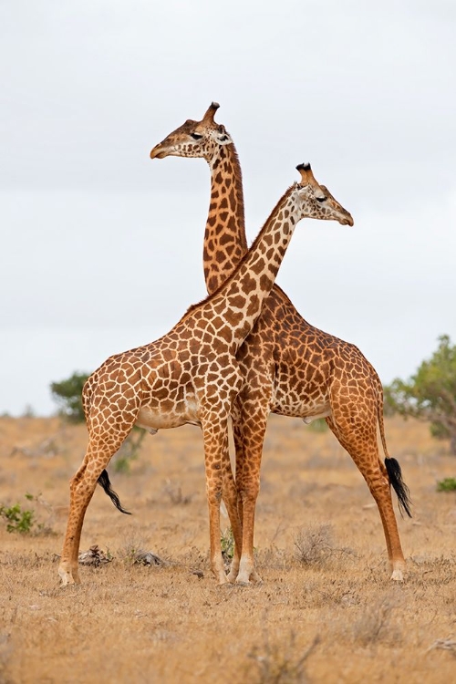 Picture of NECKS