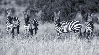 Picture of ZEBRAS