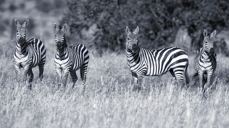 Picture of ZEBRAS