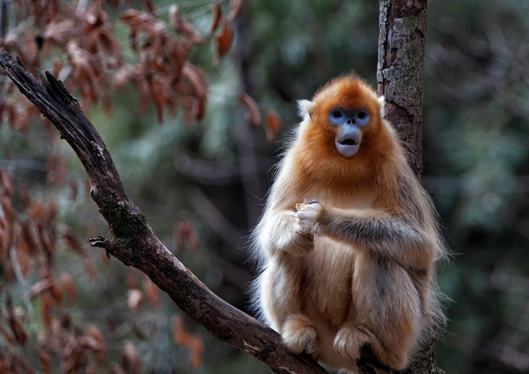 Picture of GOLDEN SNUB-NOSED MONKEY