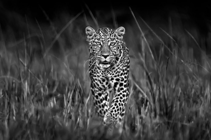 Picture of PATROLLING LEOPARD