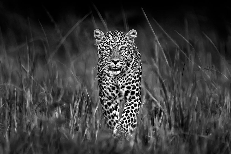 Picture of PATROLLING LEOPARD