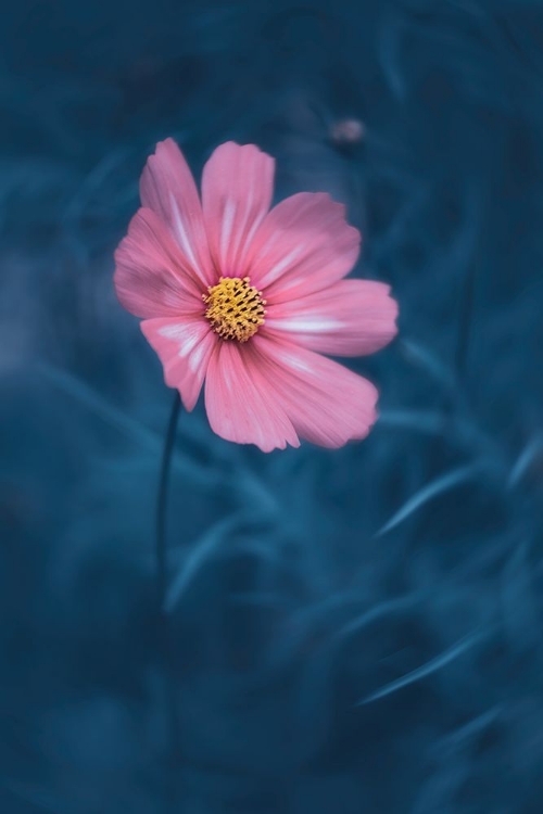 Picture of LOVELY COSMOS