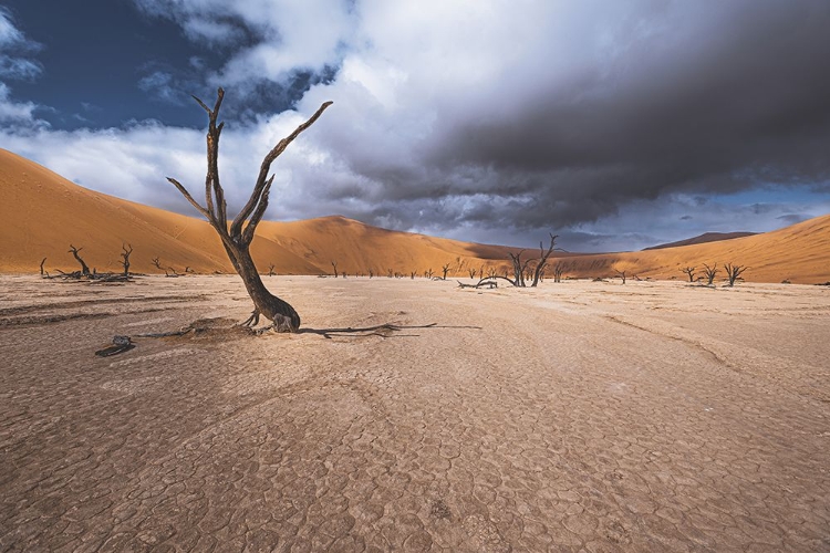 Picture of THE PAST LIFE OF DEADVLEI