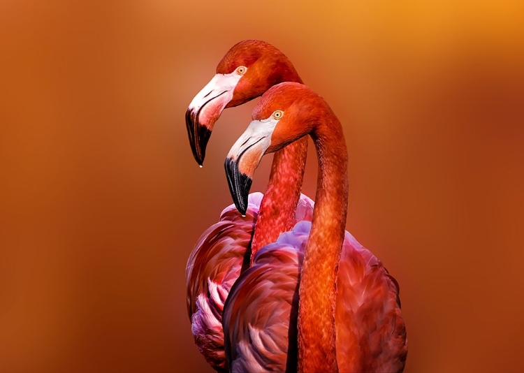 Picture of FLAMINGO PORTRAIT