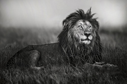 Picture of A LEGEND OF MASAI MARA