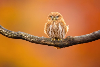 Picture of FERRUGINOUS PYGMY OWL