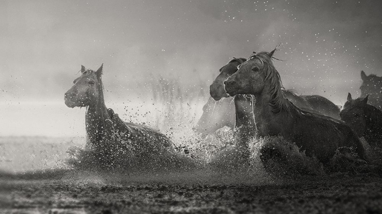 Picture of A MUDDY MORNING ..