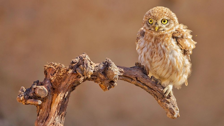 Picture of LITTLE OWL