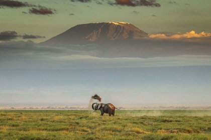 Picture of THE MAGIC OF AMBOSELI