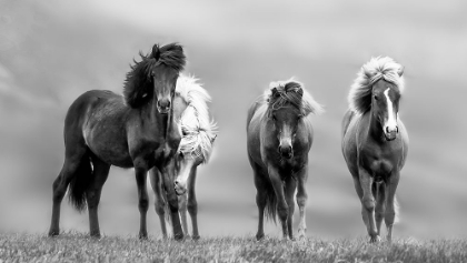 Picture of ICELANDIC HORSES