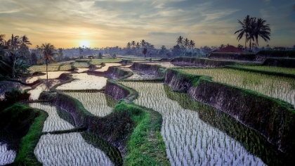 Picture of PADDY FIELDS FOREVER