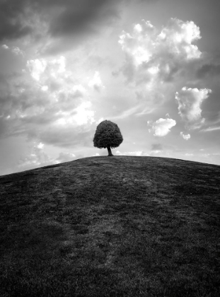 Picture of LONELY TREE BW