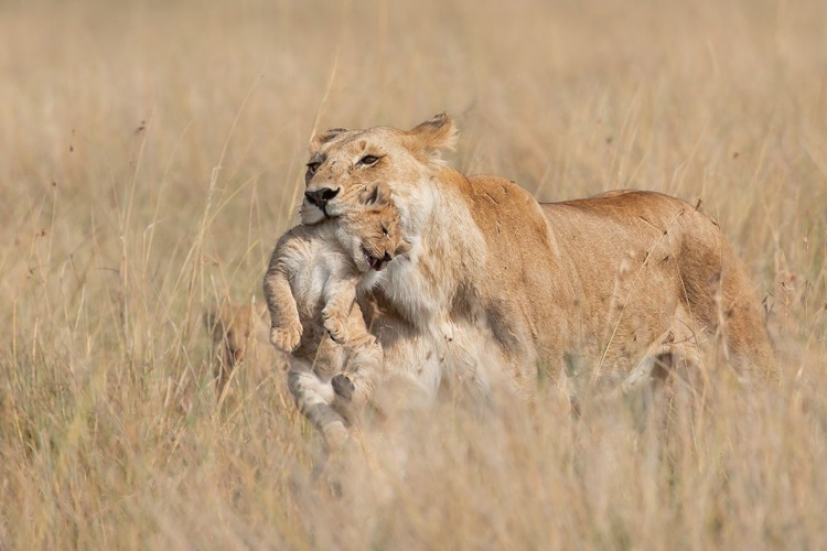 Picture of MOTHER LIONESS