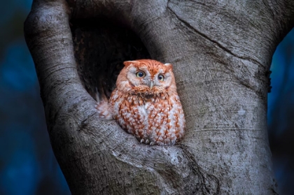 Picture of EASTERN SCREECH OWL (RED MORPH)