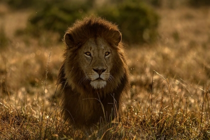 Picture of OLOPE MALE LION