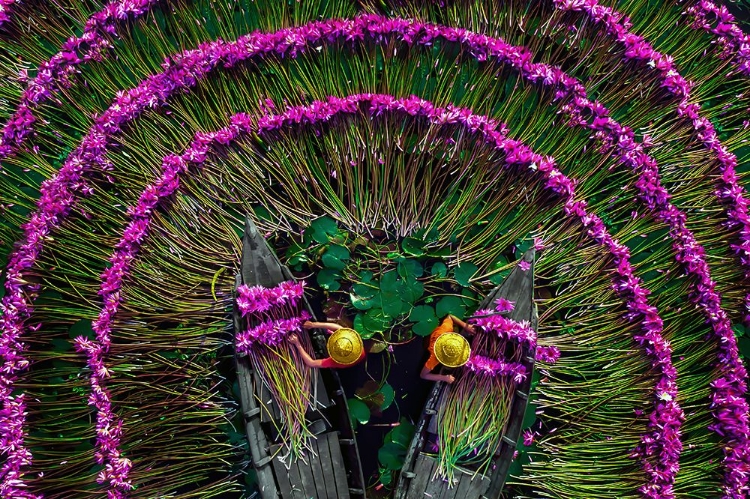 Picture of HARVESTING WATER LILIES