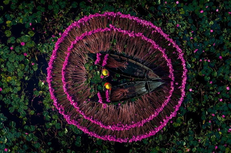 Picture of HARVESTING WATER LILIES