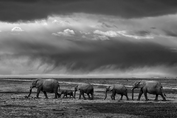 Picture of ELEPHANT MIGRATION