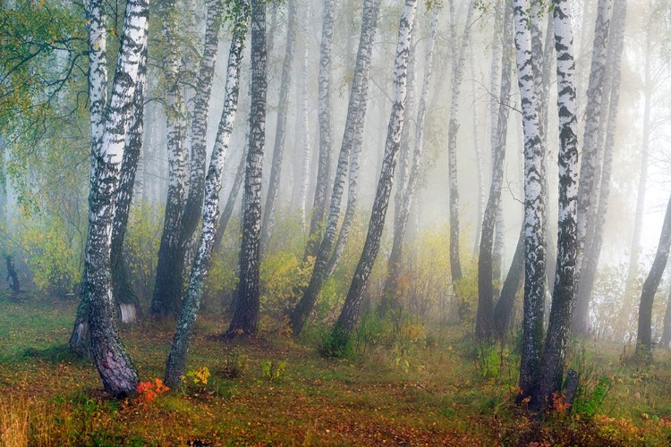 Picture of AUTUMN FOGS