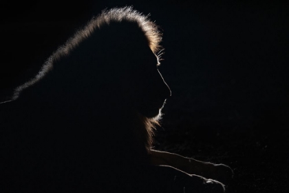 Picture of LION SILHOUETTE