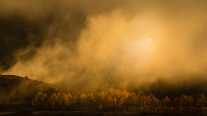 Picture of GOLDEN FOREST