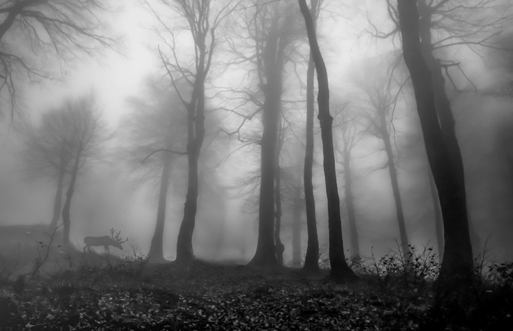 Picture of FOGGY FOREST