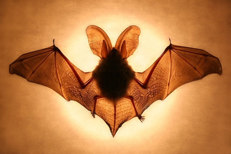 Picture of BAT