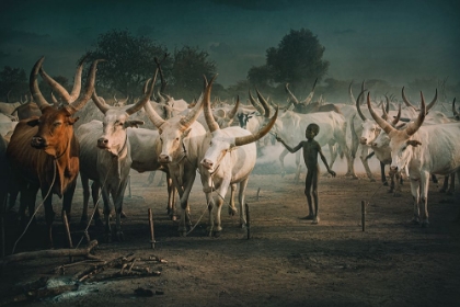 Picture of MUNDARI CATTLE CAMP-CHILD