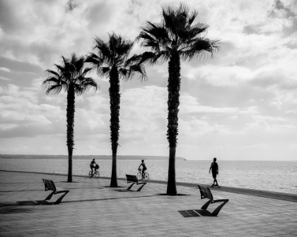 Picture of 3 PALM TREES