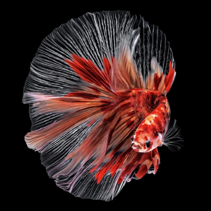 Picture of BETTA FISH