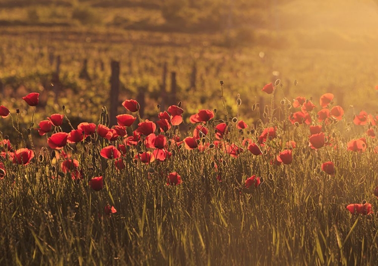 Picture of SUNKISSED POPPY FIELD