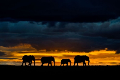 Picture of ELEPHANTS AT DUSK