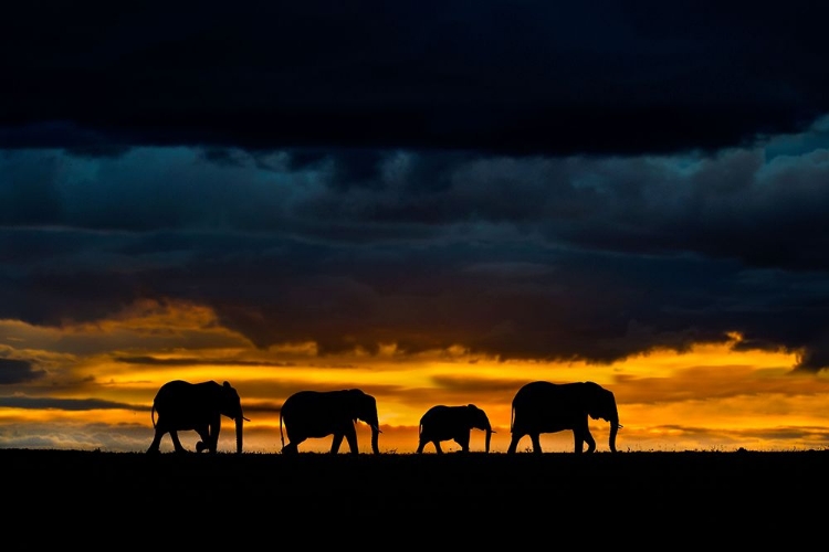 Picture of ELEPHANTS AT DUSK