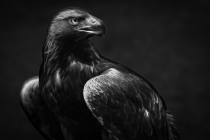 Picture of GOLDEN EAGLE