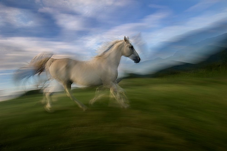 Picture of LIPIZZIAN HORSE