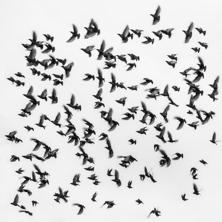 Picture of BIRDS