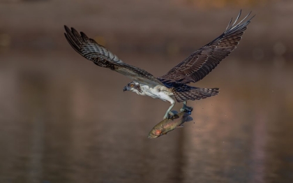 Picture of OSPREY AND FISH