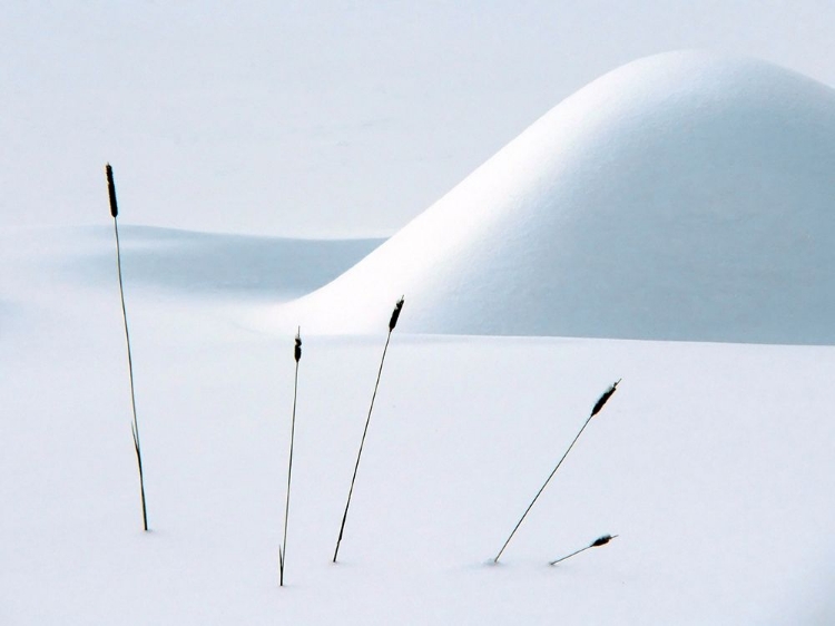 Picture of STILL LIFE IN WINTER