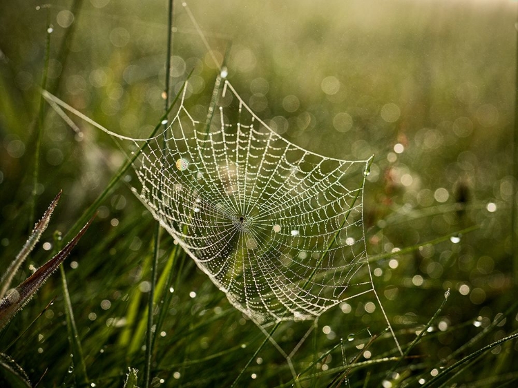 Picture of COBWEB AND DEW NO. 2