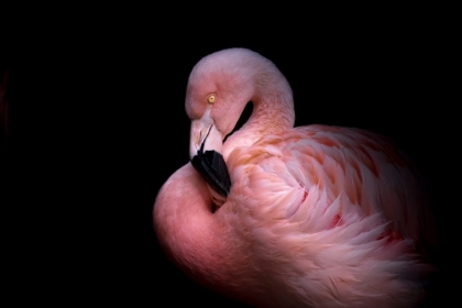 Picture of FLAMINGO IN THE DARK