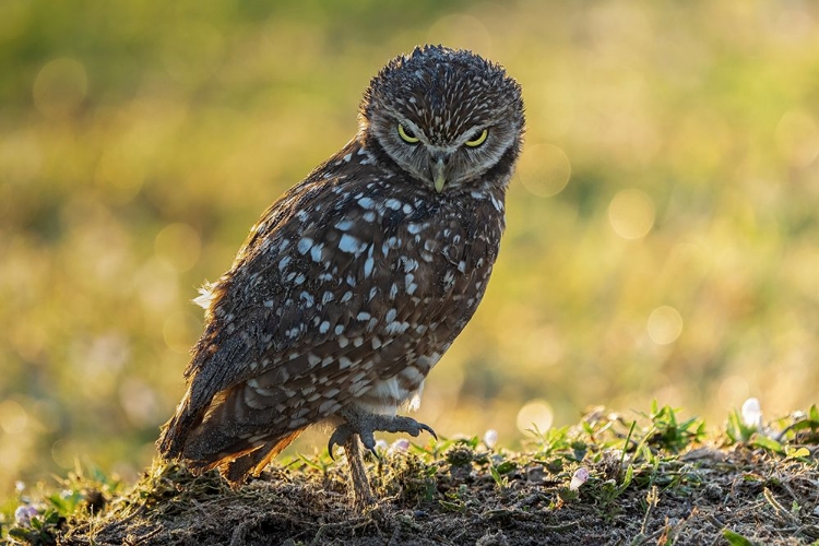 Picture of ANGRY EYES